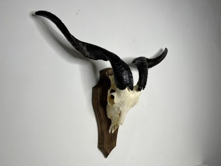 جمجمه و شاخ کل اهلی طبیعی پاکسازی شده مدل 22-1/  Goat-model-22-1
