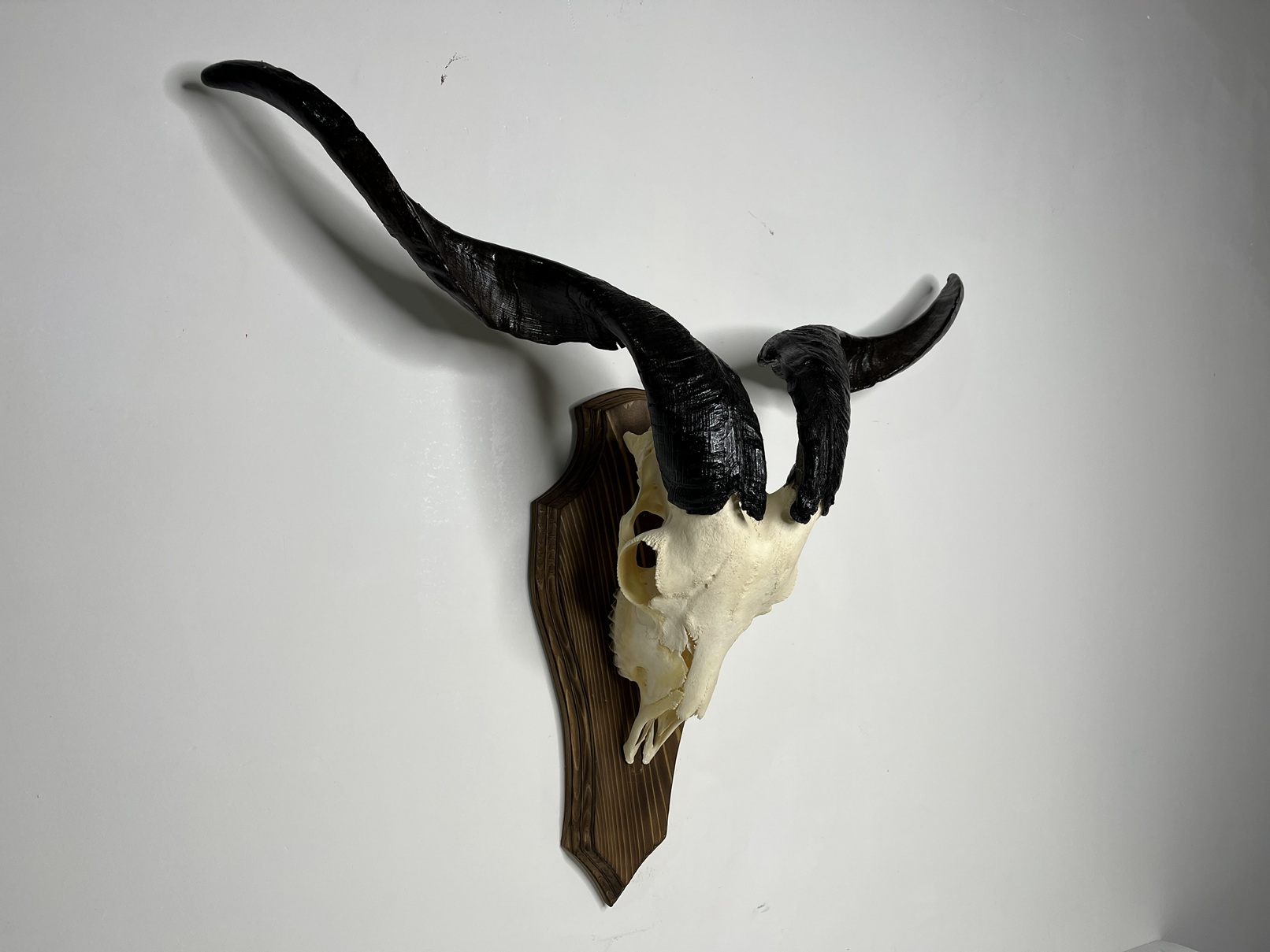 7 جمجمه و شاخ کل اهلی طبیعی پاکسازی شده مدل 22-1/ Goat-model-22-1 - Image 1