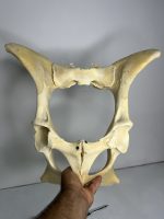 استخوان طبیعی لگن گاو مدل 1 / model-1 - Image 4