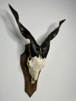 جمجمه و شاخ کل اهلی پاکسازی شده مدل 26 /  Goat-model-26 - Image 8