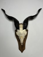 جمجمه و شاخ کل اهلی پاکسازی شده مدل 25 /  Goat-model-25 - Image 8
