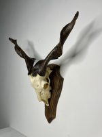 جمجمه و شاخ کل اهلی پاکسازی شده مدل 30 /  Goat-model-30 - Image 8