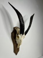 جمجمه و شاخ کل اهلی پاکسازی شده مدل 27/  Goat-model-27 - Image 8