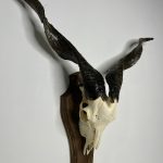 جمجمه و شاخ کل اهلی طبیعی پاکسازی شده مدل 8/  Goat-model-8