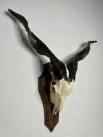 جمجمه و شاخ کل اهلی طبیعی پاکسازی شده مدل 8/  Goat-model-8