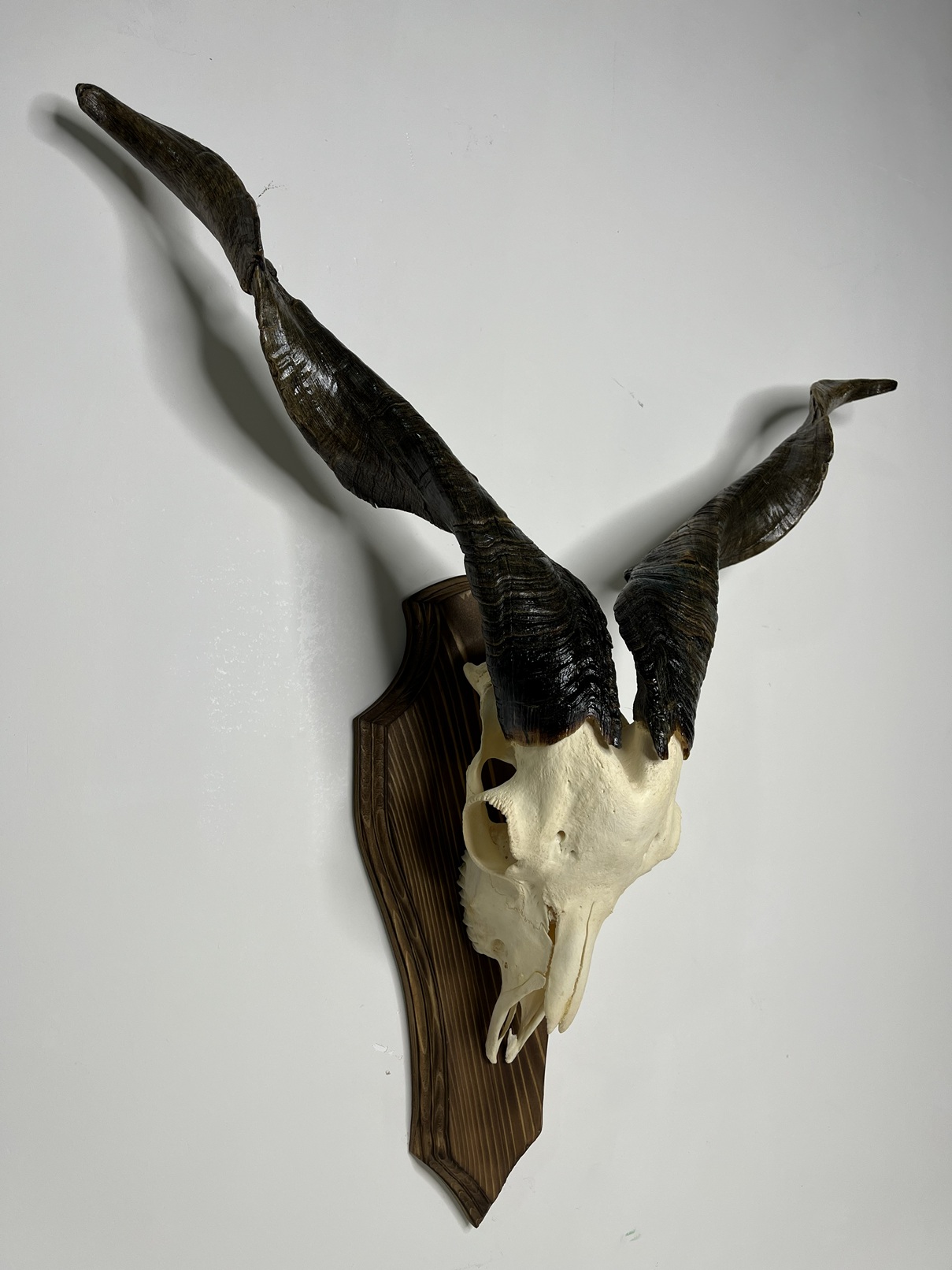 7 جمجمه و شاخ کل اهلی طبیعی پاکسازی شده مدل 8/ Goat-model-8 - Image 1