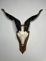 جمجمه و شاخ کل اهلی طبیعی پاکسازی شده مدل 23/  Goat-model-23 - Image 8