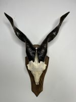 جمجمه و شاخ کل اهلی پاکسازی شده مدل 26 /  Goat-model-26 - Image 9