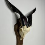 جمجمه و شاخ کل اهلی طبیعی پاکسازی شده مدل 3/  Goat-model-3