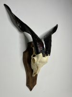 جمجمه و شاخ کل اهلی طبیعی پاکسازی شده مدل 3/  Goat-model-3