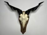 جمجمه و شاخ کل اهلی طبیعی پاکسازی شده مدل 16/  Goat-model-16