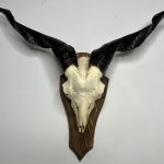 جمجمه و شاخ کل اهلی طبیعی پاکسازی شده مدل 16/  Goat-model-16