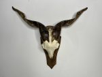 جمجمه و شاخ کل اهلی طبیعی پاکسازی شده مدل 32/  Goat-model-32 - Image 9