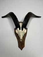 جمجمه و شاخ کل اهلی طبیعی پاکسازی شده مدل 104/  Goat-model-104 - Image 9