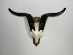 جمجمه و شاخ کل اهلی طبیعی پاکسازی شده مدل 4/  Goat-model-4 - Image 9
