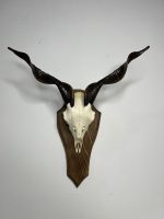 جمجمه و شاخ کل اهلی طبیعی پاکسازی شده مدل 13/  Goat-model-13 - Image 9