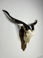 جمجمه و شاخ کل اهلی پاکسازی شده مدل 9 /  Goat-model-9 - Image 8