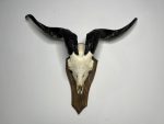 جمجمه و شاخ کل اهلی طبیعی پاکسازی شده مدل 22-1/  Goat-model-22-1 - Image 9
