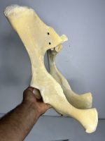 استخوان طبیعی لگن گاو مدل 1 / model-1 - Image 3