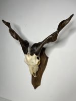 جمجمه و شاخ کل اهلی پاکسازی شده مدل 30 /  Goat-model-30 - Image 9