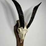 جمجمه و شاخ کل اهلی پاکسازی شده مدل 27/  Goat-model-27