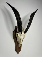 جمجمه و شاخ کل اهلی پاکسازی شده مدل 27/  Goat-model-27