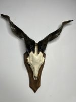 جمجمه و شاخ کل اهلی طبیعی پاکسازی شده مدل 8/  Goat-model-8 - Image 9