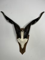 جمجمه و شاخ کل اهلی طبیعی پاکسازی شده مدل 23/  Goat-model-23 - Image 9