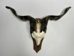 جمجمه و شاخ کل اهلی طبیعی پاکسازی شده مدل 29/  Goat-model-29 - Image 8