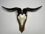 جمجمه و شاخ کل اهلی طبیعی پاکسازی شده مدل 90/  Goat-model-90 - Image 9