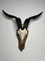 جمجمه و شاخ کل اهلی طبیعی پاکسازی شده مدل 21/  Goat-model-21 - Image 9
