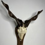 جمجمه و شاخ کل اهلی پاکسازی شده مدل 30 /  Goat-model-30