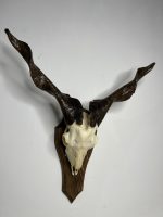 جمجمه و شاخ کل اهلی پاکسازی شده مدل 30 /  Goat-model-30