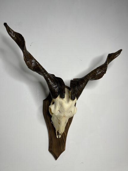 جمجمه و شاخ کل اهلی پاکسازی شده مدل 30 /  Goat-model-30