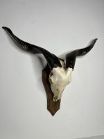 جمجمه و شاخ کل اهلی پاکسازی شده مدل 9 /  Goat-model-9 - Image 9