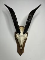 جمجمه و شاخ کل اهلی پاکسازی شده مدل 27/  Goat-model-27 - Image 10