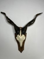 جمجمه و شاخ کل اهلی طبیعی پاکسازی شده مدل 8/  Goat-model-8 - Image 10