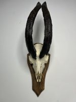 جمجمه و شاخ کل اهلی طبیعی پاکسازی شده مدل 20/  Goat-model-20 - Image 9
