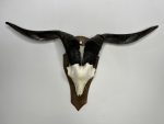 جمجمه و شاخ کل اهلی طبیعی پاکسازی شده مدل 90/  Goat-model-90 - Image 10