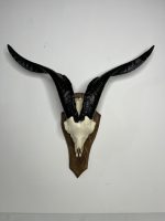 جمجمه و شاخ کل اهلی طبیعی پاکسازی شده مدل 21/  Goat-model-21 - Image 10
