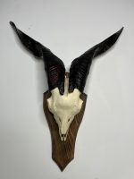 جمجمه و شاخ کل اهلی طبیعی پاکسازی شده مدل 3/  Goat-model-3 - Image 10