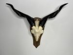 جمجمه و شاخ کل اهلی طبیعی پاکسازی شده مدل 16/  Goat-model-16 - Image 9