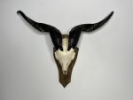 جمجمه و شاخ کل اهلی طبیعی پاکسازی شده مدل 22-1/  Goat-model-22-1 - Image 10