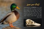 جمجمه طبیعی اردک سرسبز - مدل 88/ Anas platyrhynchos model -88 - Image 8