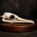 جمجمه طبیعی پرنده باکلان - مدل 50/ Cormorant Skull -  model -50