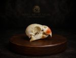 جمجمه طبیعی طوطی ملنگو - مدل 83/ Rose-ringed Parakeet Skull model -83