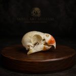 جمجمه طبیعی طوطی ملنگو - مدل 83/ Rose-ringed Parakeet Skull model -83