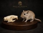 جمجمه طبیعی جربیل بزرگ مدل 1 / Great Gerbil Skull model-1