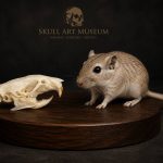 جمجمه طبیعی جربیل بزرگ مدل 1 / Great Gerbil Skull model-1