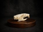 جمجمه طبیعی جربیل بزرگ مدل 1 / Great Gerbil Skull model-1 - Image 8